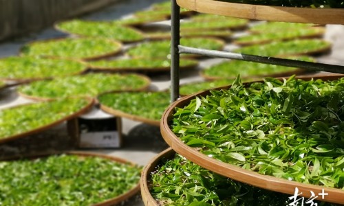脚泡水里泡烂了用药可以吗-脚丫泡水后烂擦什么药-脚泡烂了用什么药,中国脚泡水里泡烂了用药网站